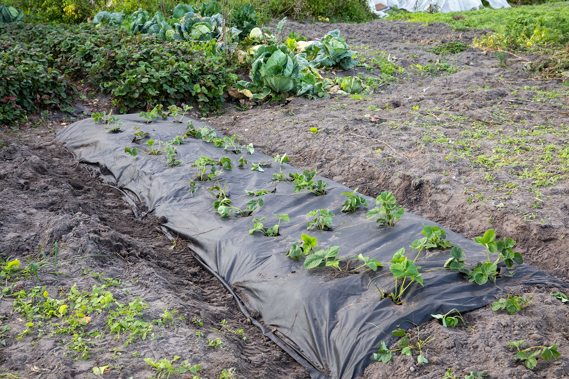 Principales beneficios de la manta térmica para plantas